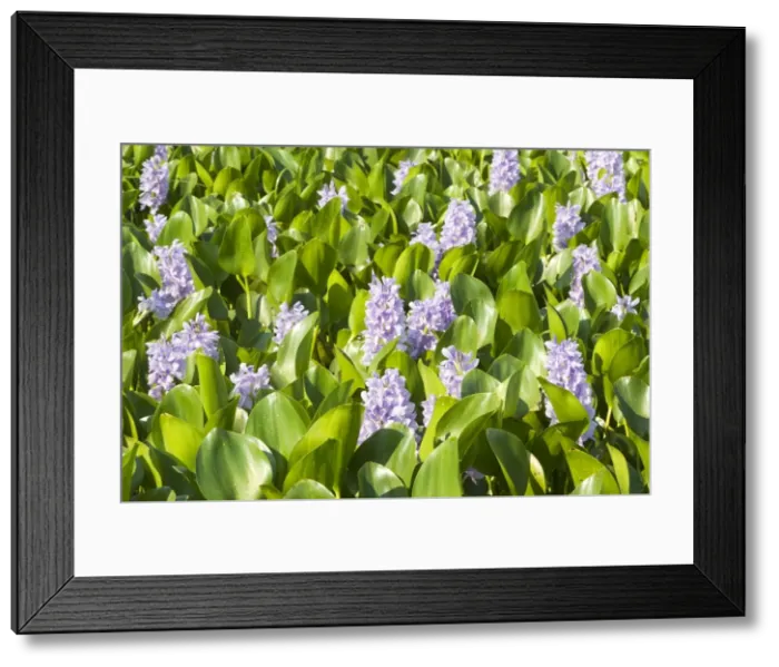 Framed Print : Picture No. 10899153 Framed Print : Picture No. 10899153