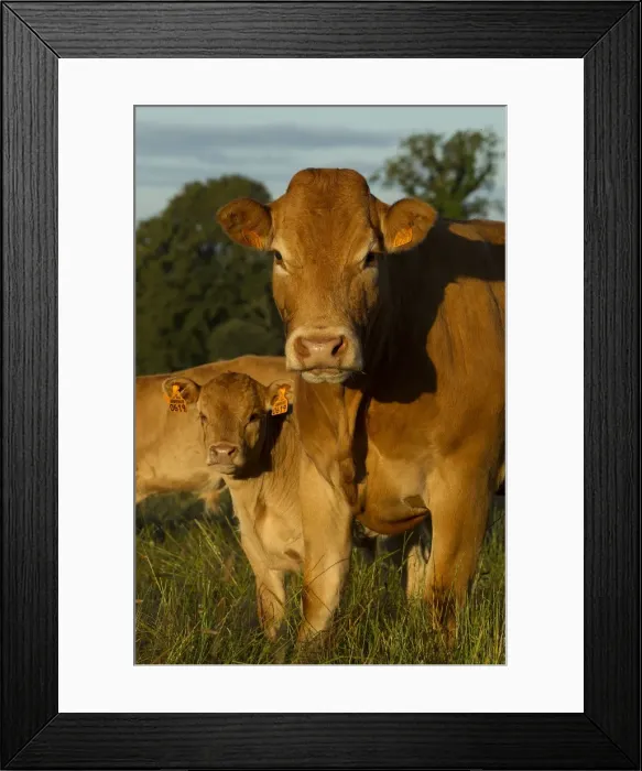 Framed Print : Picture No. 10898632 Framed Print : Picture No. 10898632