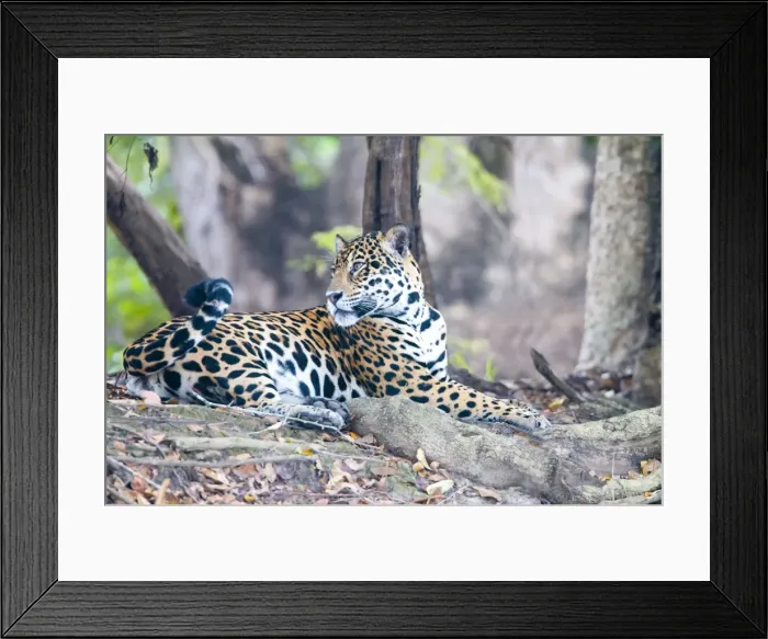 Framed Print : Picture No. 10899156 Framed Print : Picture No. 10899156