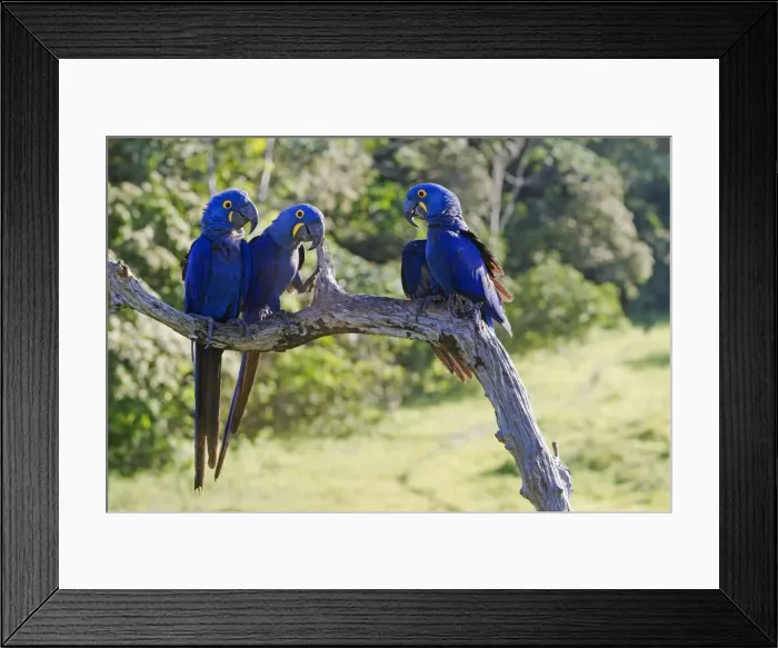 Framed Print : Picture No. 10899168 Framed Print : Picture No. 10899168