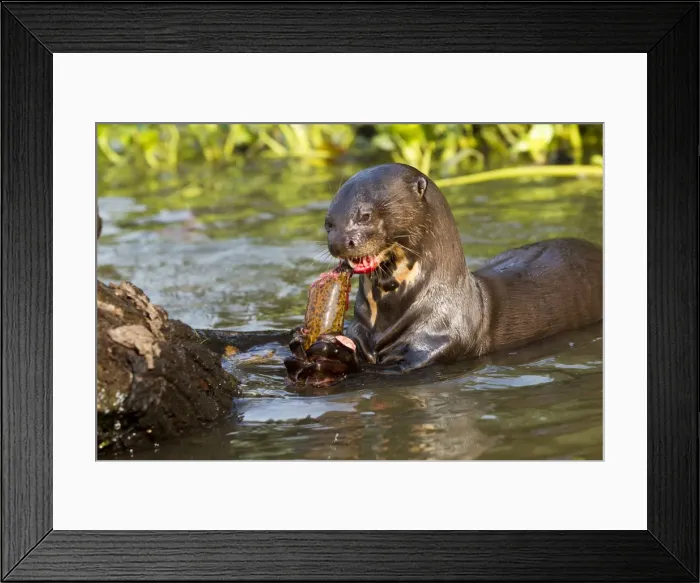 Framed Print : Picture No. 10899159 Framed Print : Picture No. 10899159