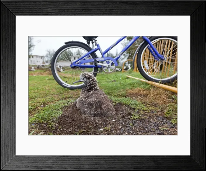 Framed Print : Picture No. 10898606 Framed Print : Picture No. 10898606