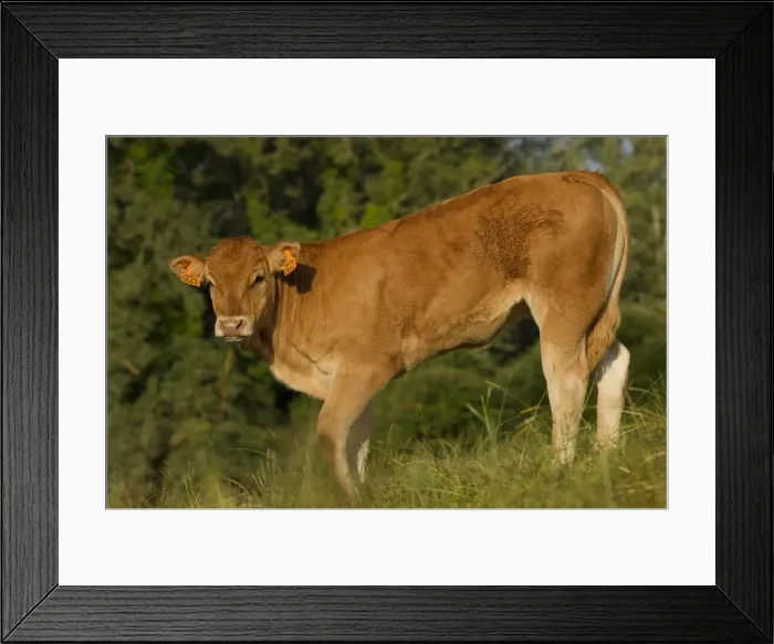 Framed Print : Picture No. 10898683 Framed Print : Picture No. 10898683