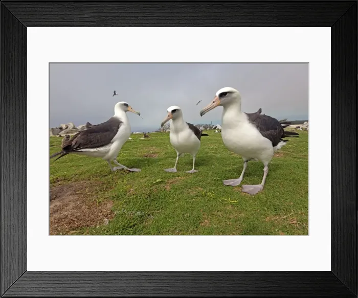 Framed Print : Picture No. 10898609
