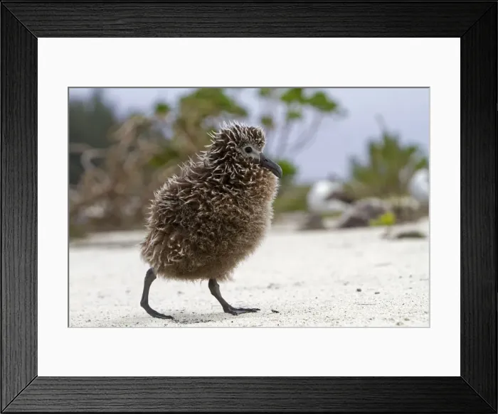Framed Print : Picture No. 10898599 Framed Print : Picture No. 10898599