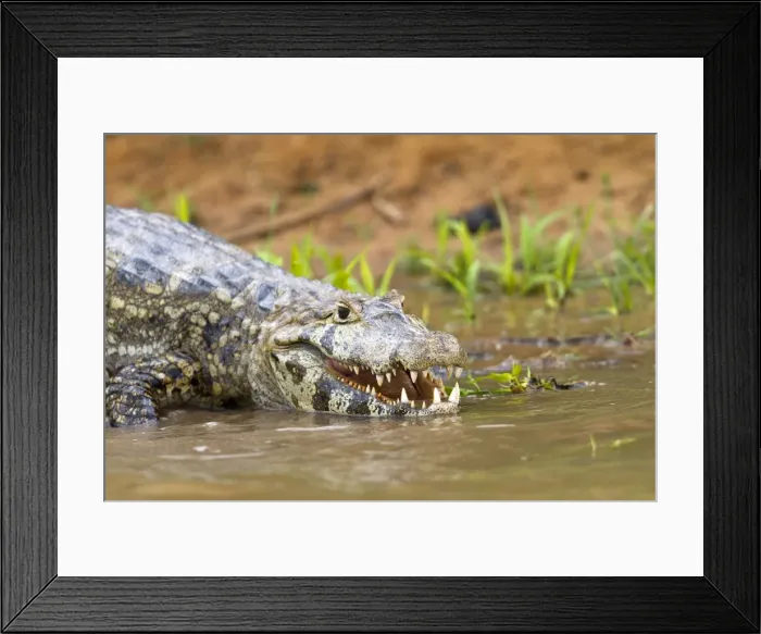 Framed Print : Picture No. 10899148 Framed Print : Picture No. 10899148