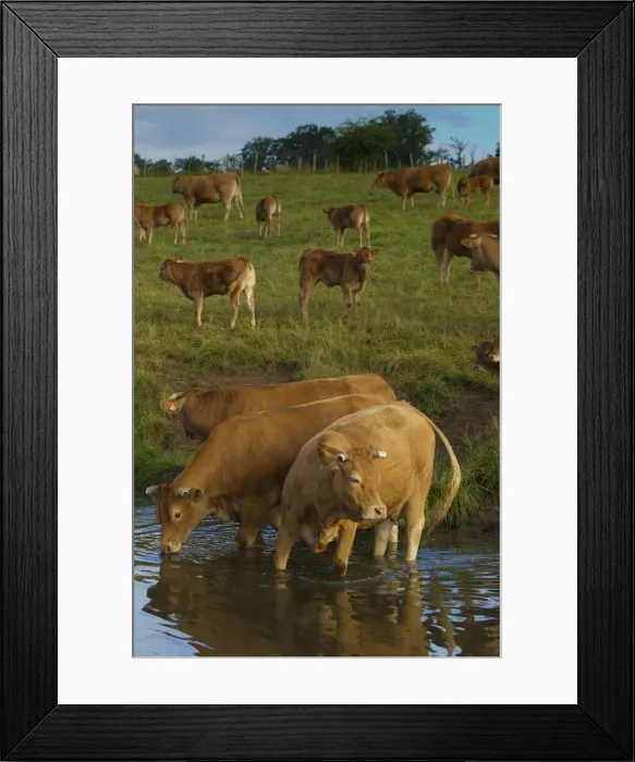 Framed Print : Picture No. 10898685 Framed Print : Picture No. 10898685