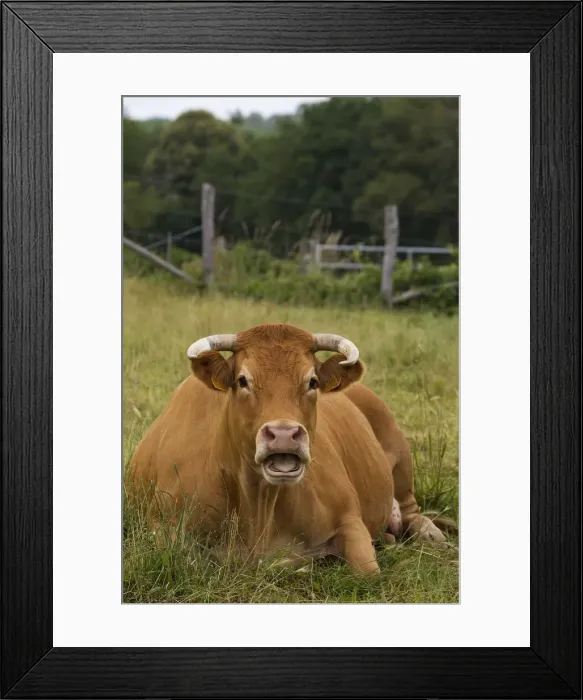 Framed Print : Picture No. 10898689