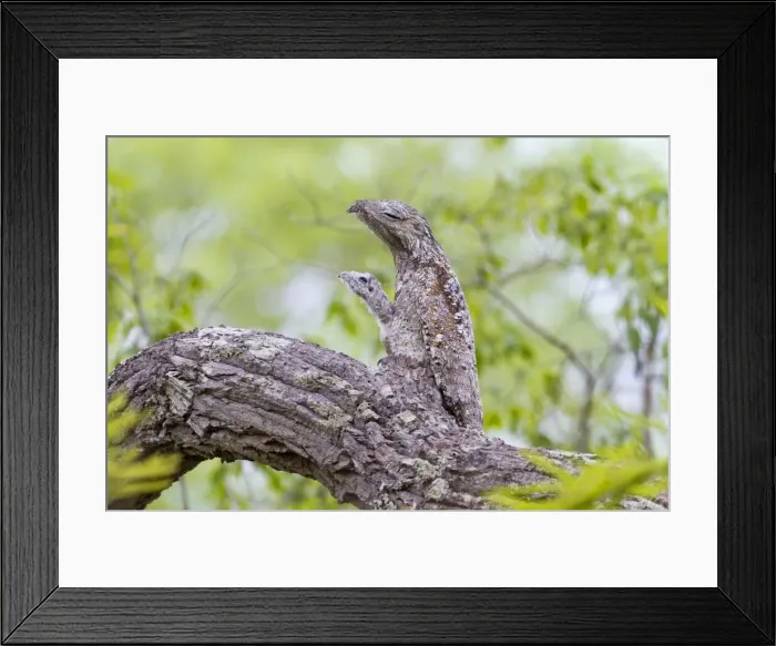Framed Print : Picture No. 10899167 Framed Print : Picture No. 10899167