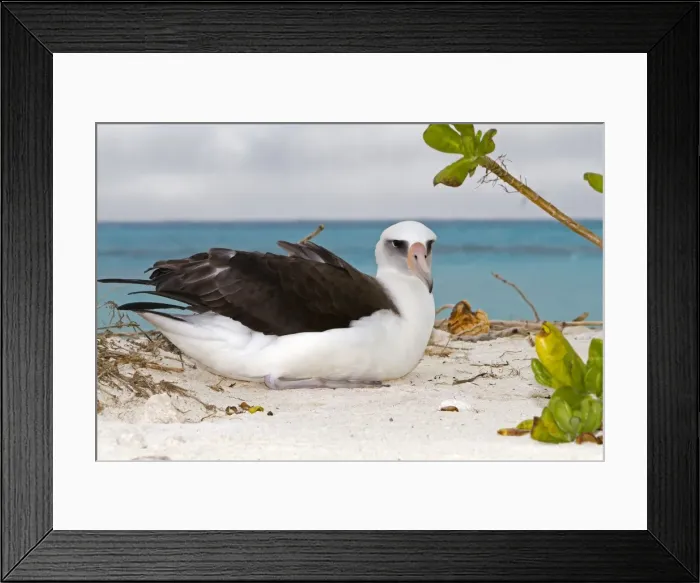 Framed Print : Picture No. 10898603
