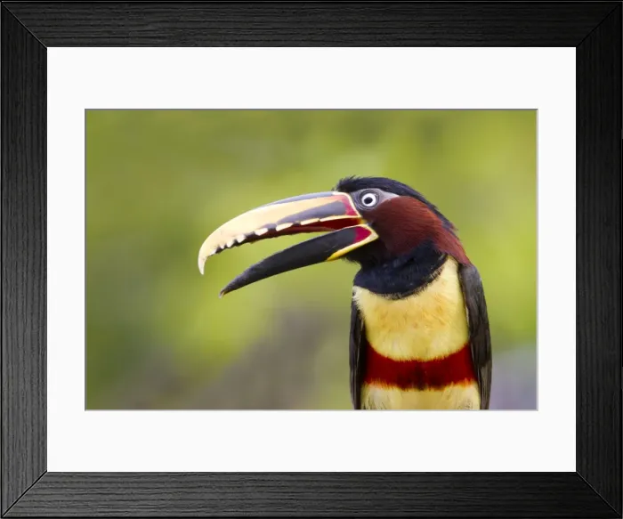 Framed Print : Picture No. 10899143