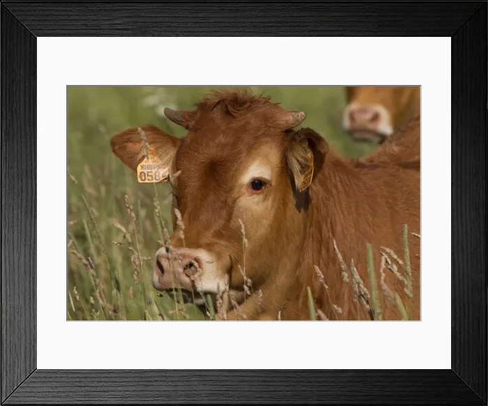 Framed Print : Picture No. 10898695