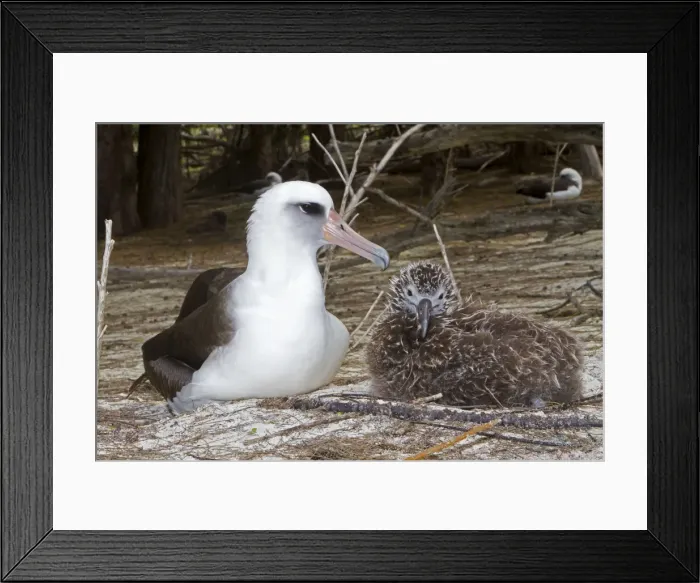 Framed Print : Picture No. 10898605 Framed Print : Picture No. 10898605