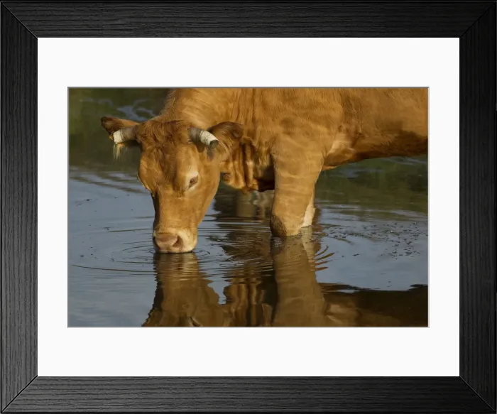 Framed Print : Picture No. 10898684 Framed Print : Picture No. 10898684