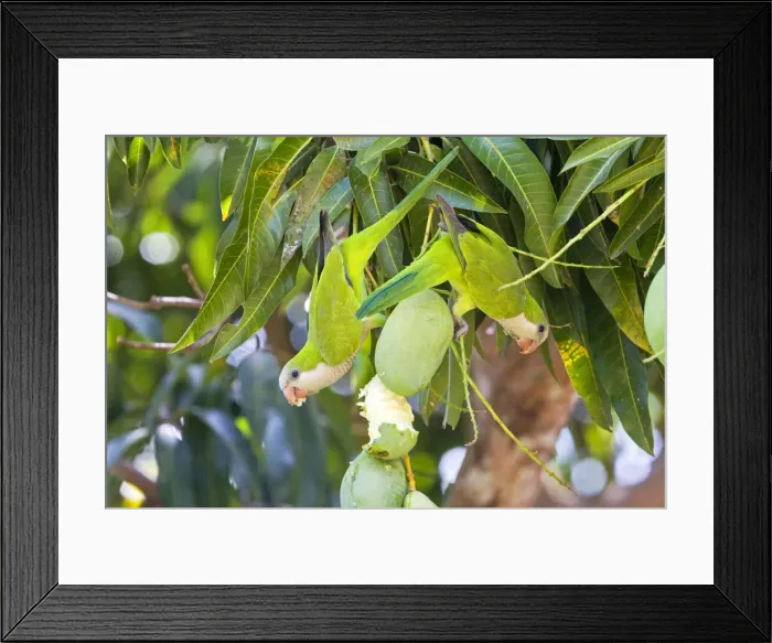 Framed Print : Picture No. 10899118 Framed Print : Picture No. 10899118