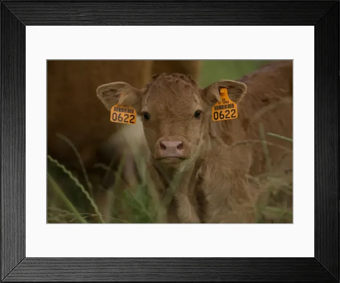 Framed Print : Picture No. 10898697 Framed Print : Picture No. 10898697