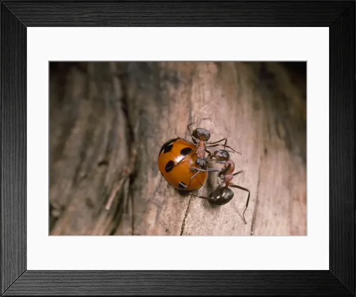 Framed Print : Picture No. 10855589 Framed Print : Picture No. 10855589