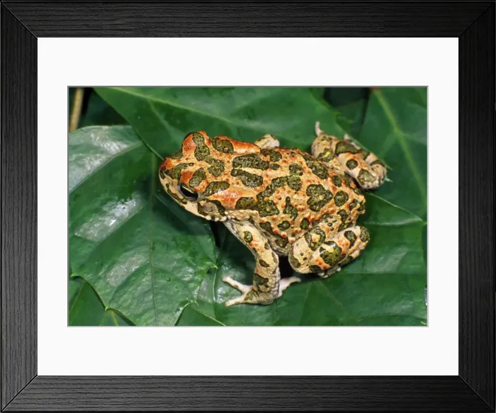Framed Print : Picture No. 10855599 Framed Print : Picture No. 10855599