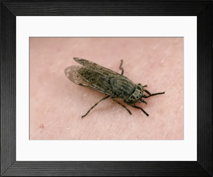 Framed Print : Picture No. 10855604 Framed Print : Picture No. 10855604