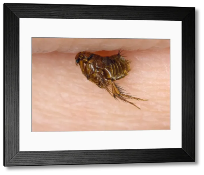 Framed Print : Picture No. 10855601 Framed Print : Picture No. 10855601