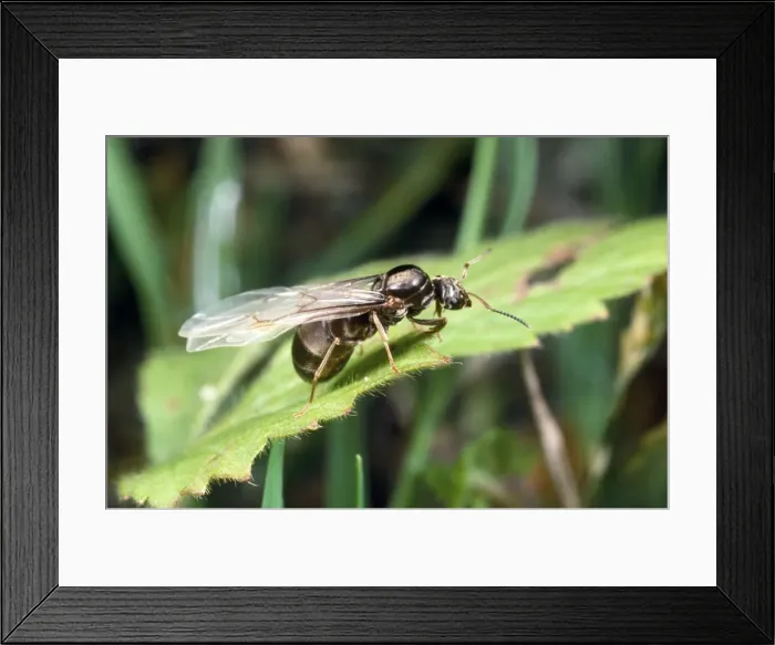Framed Print : Picture No. 10855595 Framed Print : Picture No. 10855595