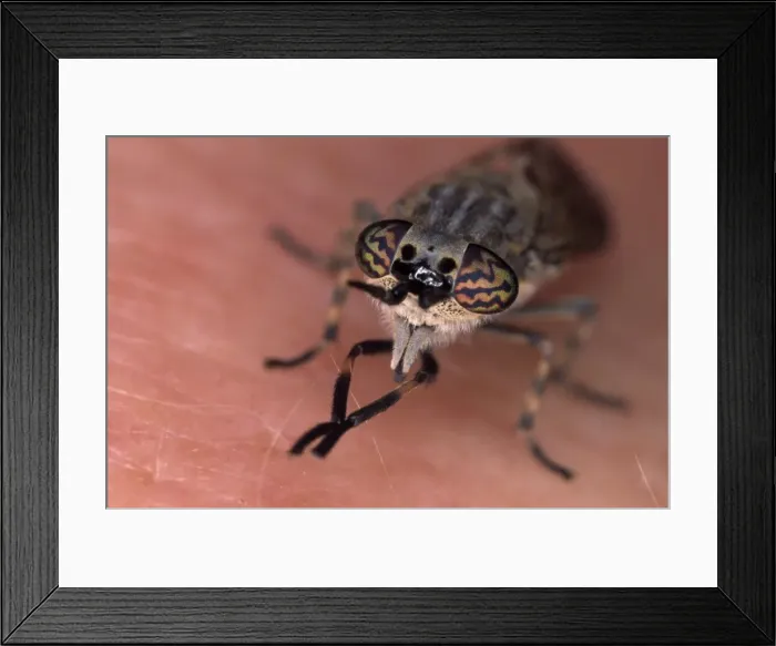 Framed Print : Picture No. 10855605 Framed Print : Picture No. 10855605