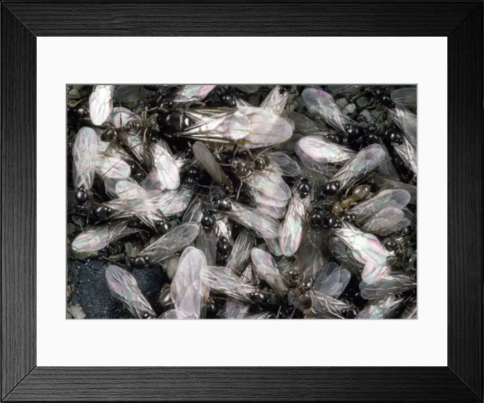 Framed Print : Picture No. 10855594 Framed Print : Picture No. 10855594
