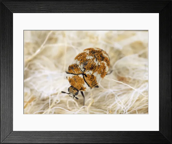Framed Print : Picture No. 10855609