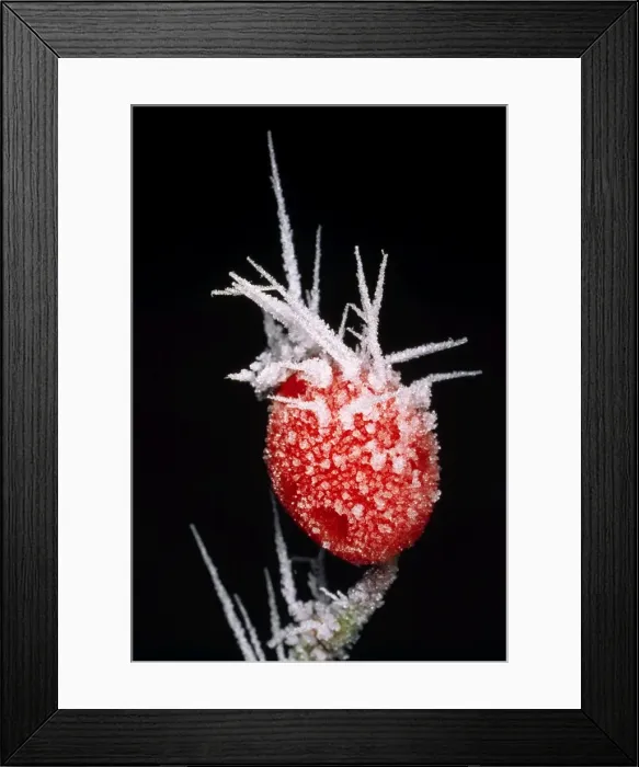 Framed Print : Picture No. 10855622 Framed Print : Picture No. 10855622