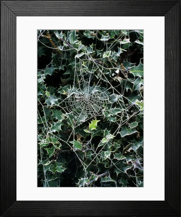 Framed Print : Picture No. 10855618 Framed Print : Picture No. 10855618
