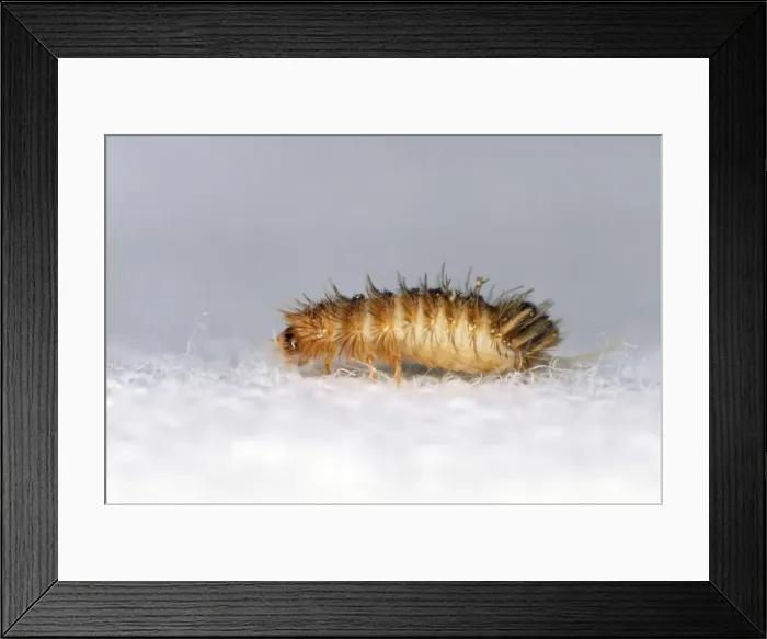 Framed Print : Picture No. 10855607