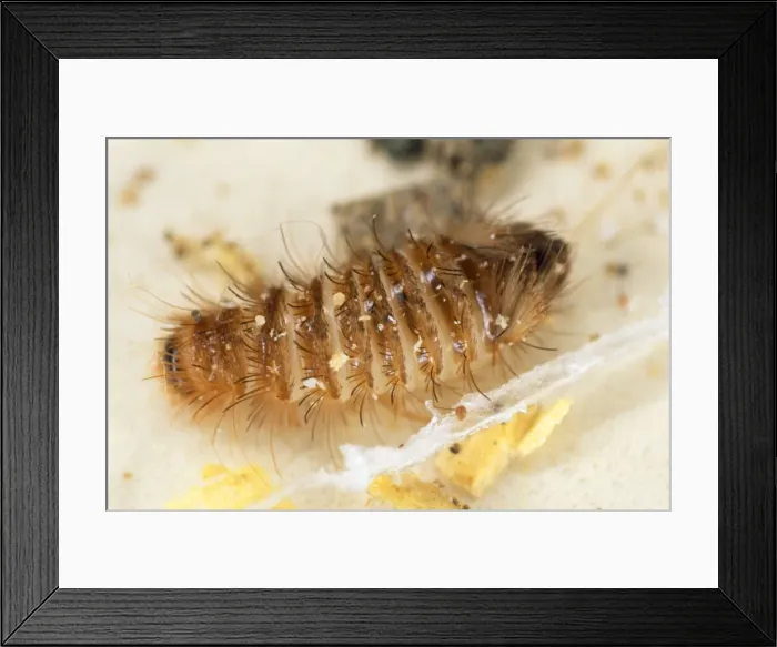 Framed Print : Picture No. 10855608 Framed Print : Picture No. 10855608