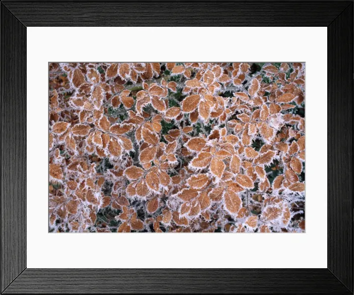 Framed Print : Picture No. 10855624 Framed Print : Picture No. 10855624