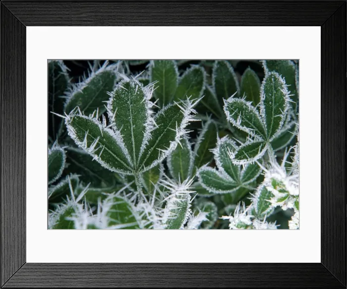 Framed Print : Picture No. 10855628 Framed Print : Picture No. 10855628