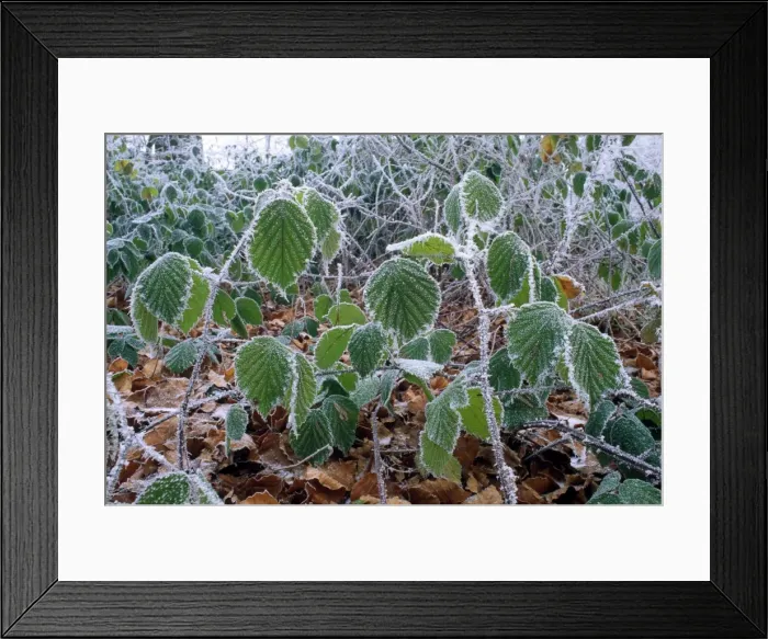 Framed Print : Picture No. 10855626 Framed Print : Picture No. 10855626