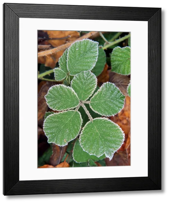 Framed Print : Picture No. 10855627 Framed Print : Picture No. 10855627