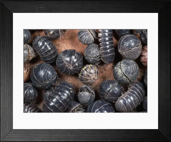 Framed Print : Picture No. 10855663 Framed Print : Picture No. 10855663