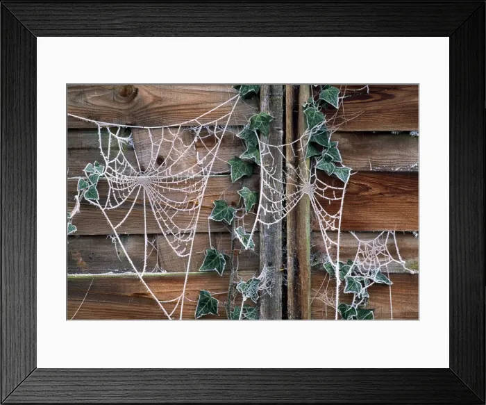 Framed Print : Picture No. 10855619