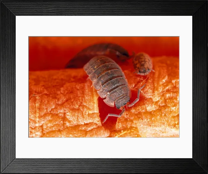 Framed Print : Picture No. 10855661 Framed Print : Picture No. 10855661