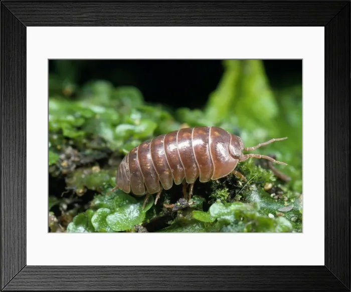 Framed Print : Picture No. 10855668 Framed Print : Picture No. 10855668