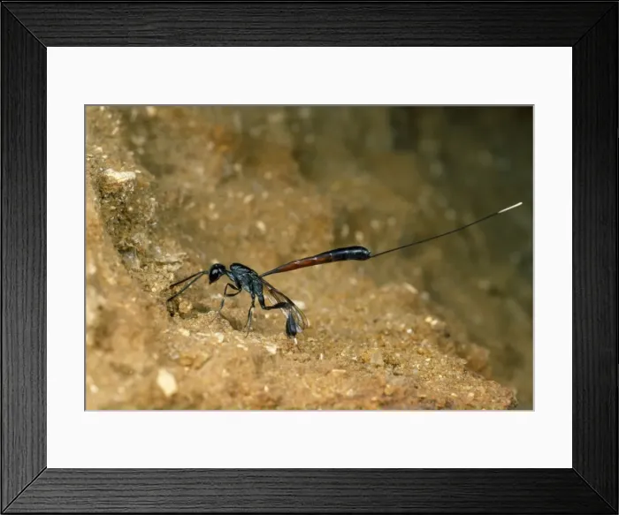 Framed Print : Picture No. 10855671 Framed Print : Picture No. 10855671