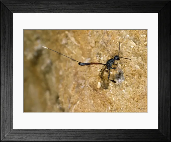 Framed Print : Picture No. 10855672 Framed Print : Picture No. 10855672