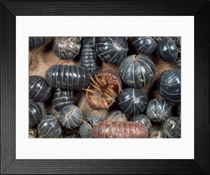 Framed Print : Picture No. 10855664 Framed Print : Picture No. 10855664