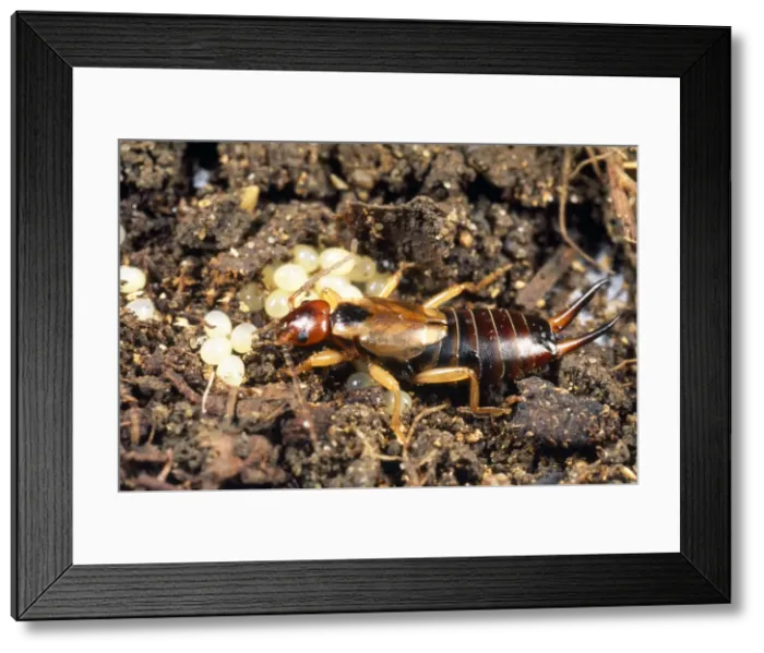 Framed Print : Picture No. 10855674 Framed Print : Picture No. 10855674