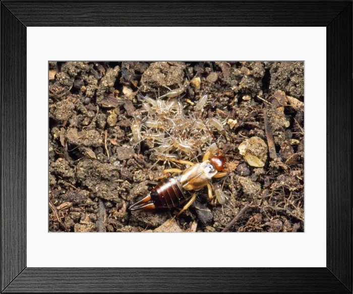 Framed Print : Picture No. 10855676 Framed Print : Picture No. 10855676