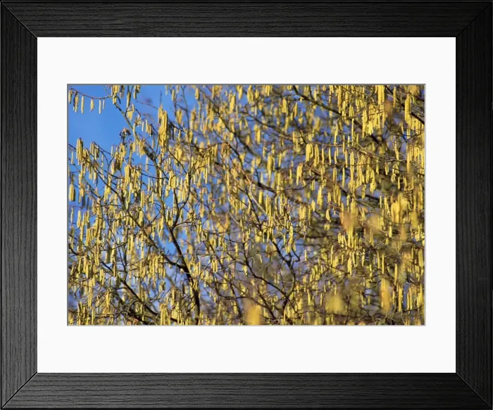 Framed Print : Picture No. 10855680 Framed Print : Picture No. 10855680