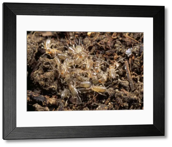 Framed Print : Picture No. 10855677 Framed Print : Picture No. 10855677