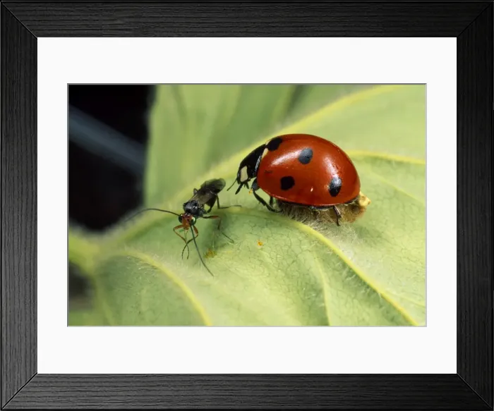 Framed Print : Picture No. 10855738 Framed Print : Picture No. 10855738