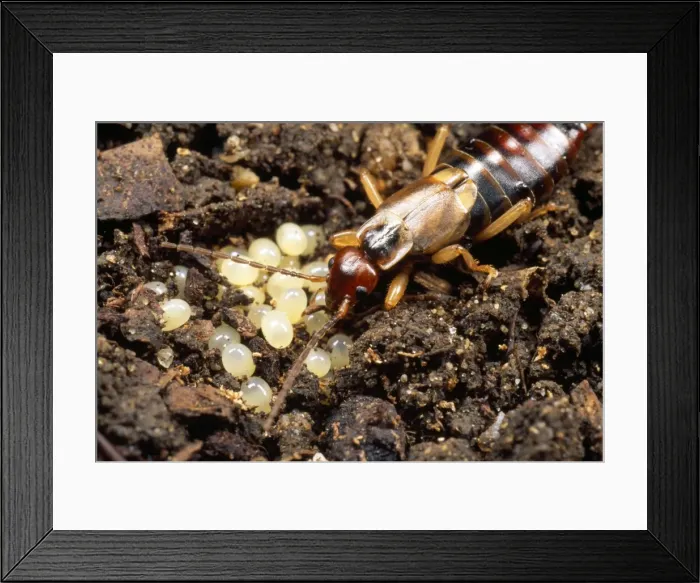 Framed Print : Picture No. 10855675 Framed Print : Picture No. 10855675