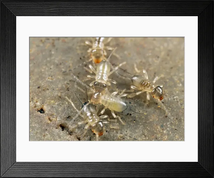 Framed Print : Picture No. 10855678 Framed Print : Picture No. 10855678